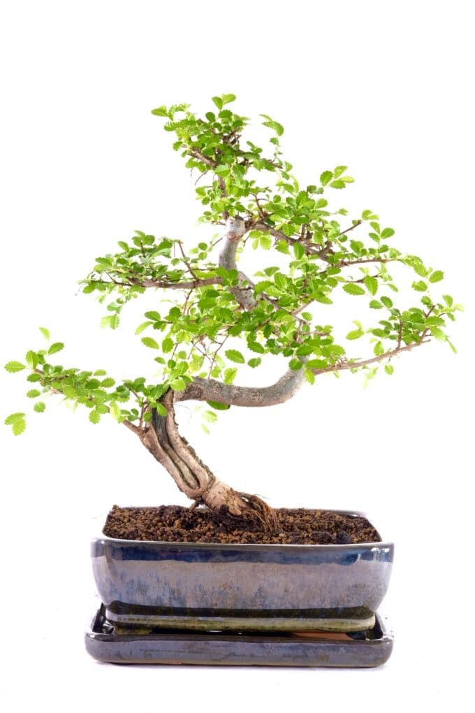 Excellent Chinese elm bonsai in metallic black ceramic pot
