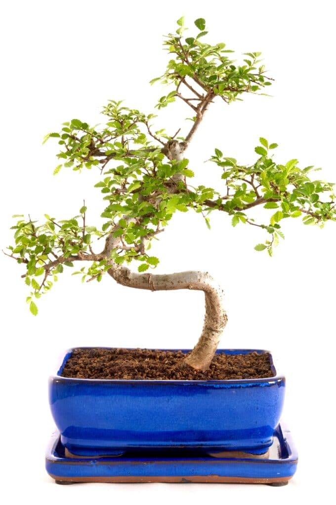 highly artistic Chinese elm bonsai in vibrant blue ceramic pot