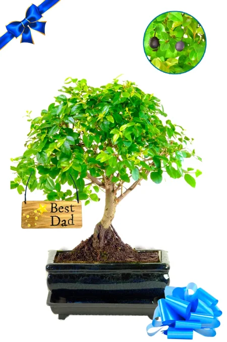 Thoughtful Gifts for Plant Dads Who Love Something a Little Different
