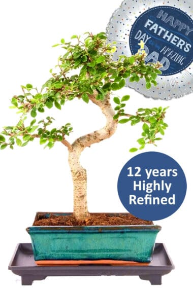 Outstanding father's Day Bonsai Gift - Highly refined