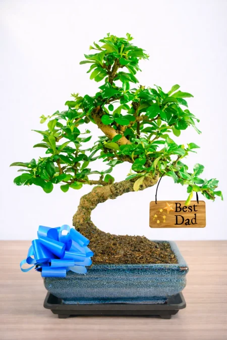 The Best Father’s Day Gift – Flowering Fukien Tea Tree Bonsai