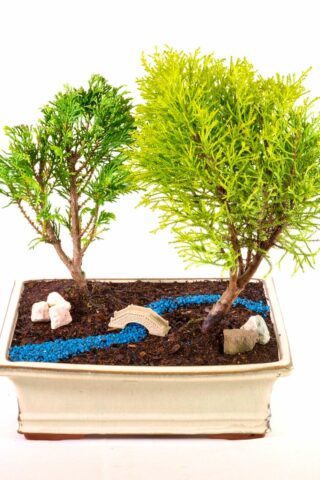 Penjing bonsai tree garden with twin cypress trees and river