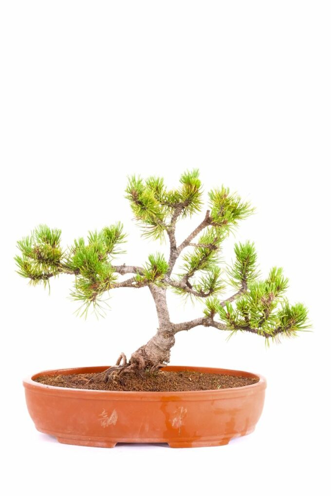 Absolutely outstanding Mountain Pine outdoor bonsai for sale UK