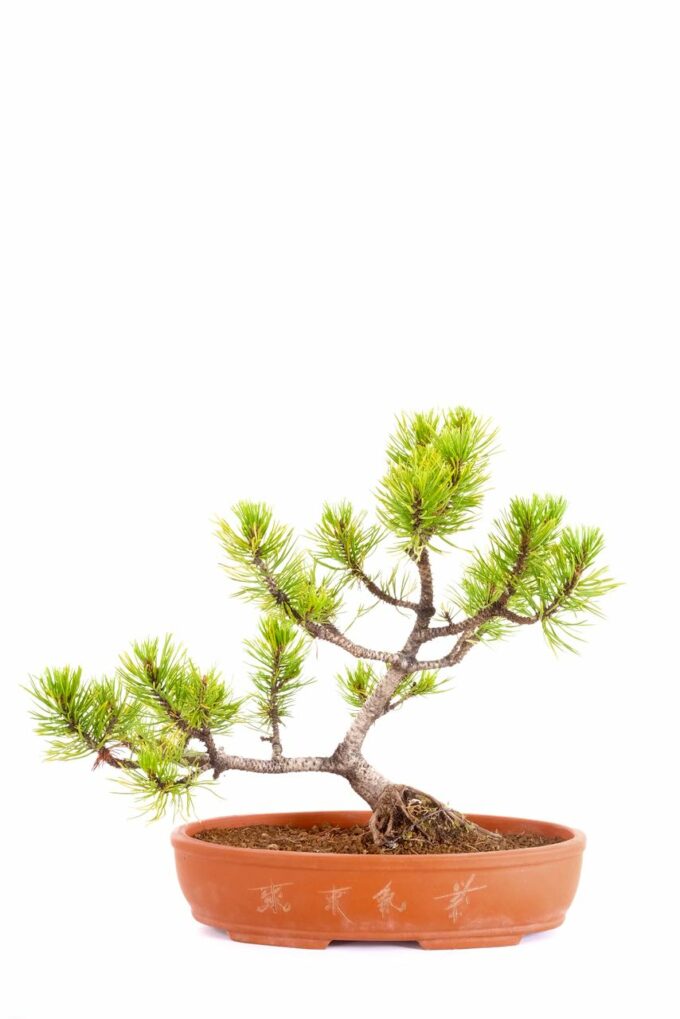 Majestic Mountain Pine outdoor bonsai for sale UK