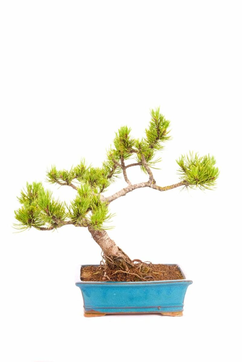 Uniquely styled Mountain Pine outdoor bonsai for sale UK