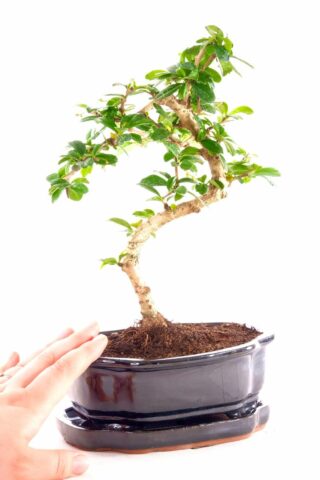 Twisty beginners bonsai with brilliant canopy
