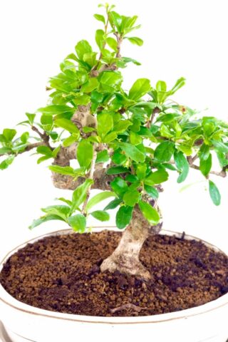Beautifully styled carmona bonsai with a twisty textured trunk
