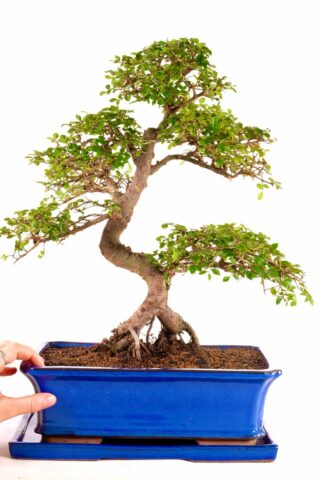 Large chinese elm bonsai with exposed roots