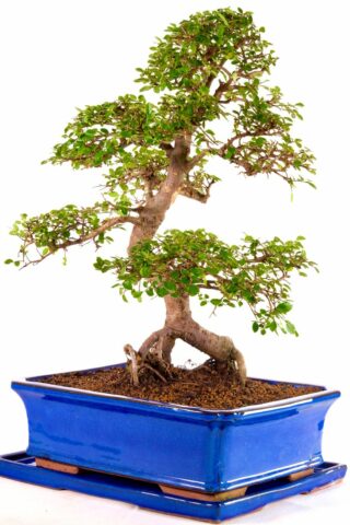 Spectacular large bonsai with highly defined foliage pads