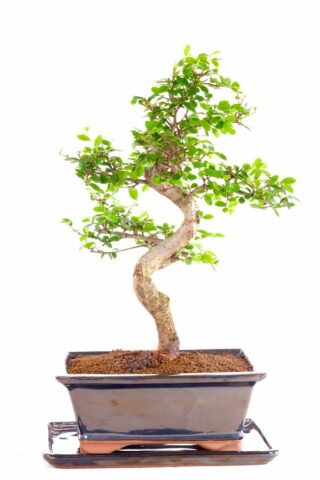 Phenomenal Chinese Elm bonsai for sale UK