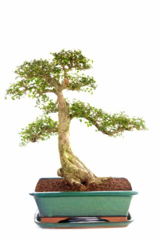 An exceptional uptight bonsai with beautifully placed branches