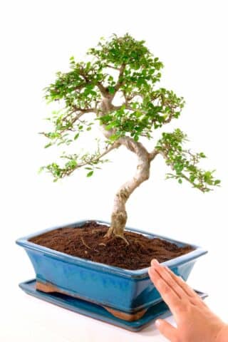 Perfect bonsai for beginners and masters alike