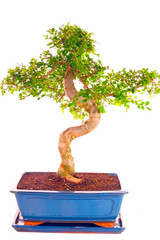 Beautifully Designed Chinese Elm Bonsai EXCELLENCE RANGE! UK