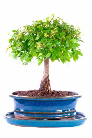 Miniature woodland bonsai in blue ceramic pot