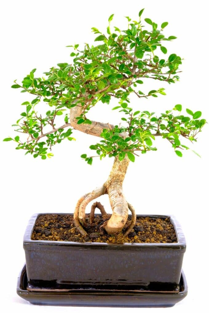 Highly artistic Chinese elm bonsai with exposed roots