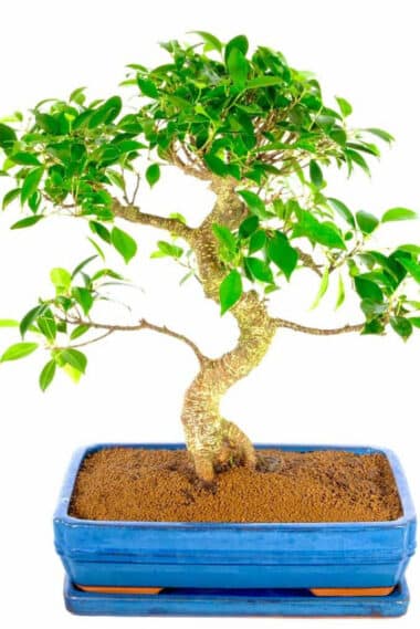 Premium Ficus bonsai for sale UK