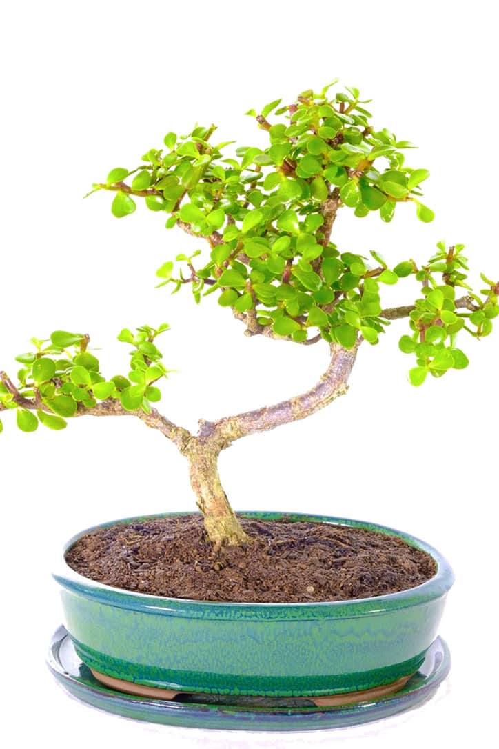 Incredible Money tree - dwarf jade bonsai for sale