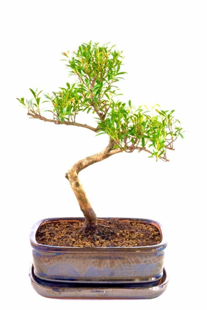 Fabulous indoor Tree of Life (Roseapple) bonsai
