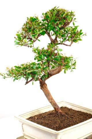 Sensational Myrtle flowering bonsai with truly amazing trunk design