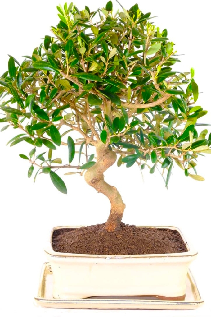 Exquisite Olive bonsai tree with lovely phenomenal design