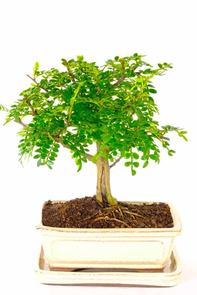 Mini Aromatic Indoor Pepper Bonsai with Fragrant Foliage UK