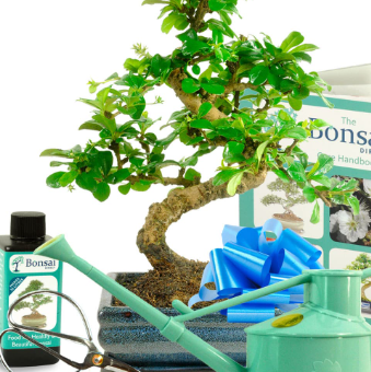 Evergreen indoor bonsai trees