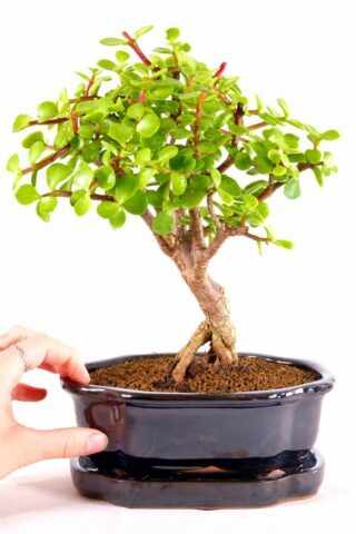 Perfect beginners bonsai- requires less frequent watering!