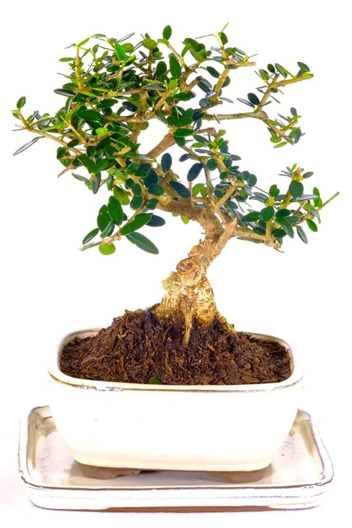 Evergreen Shohin Olive Bonsai Pretty & Petite UK