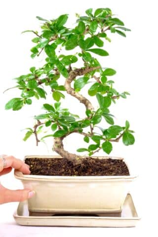 Excellent tea tree bonsai in classic cream ceramic pot