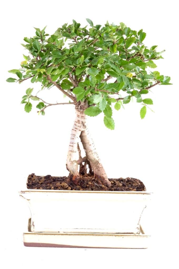 Wonderful little bonsai with exposed root design