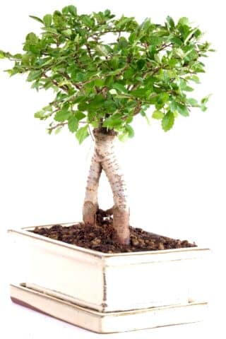 Broom-style bonsai, perfect for beginners!