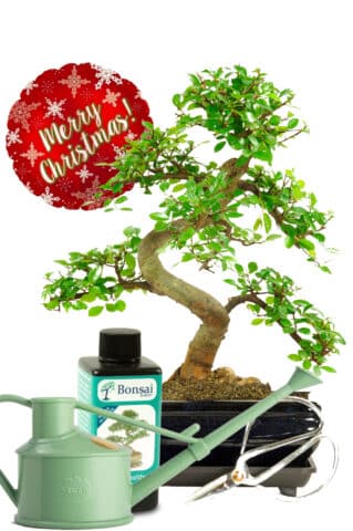 Chinese Elm with Christmas Balloon and watering can