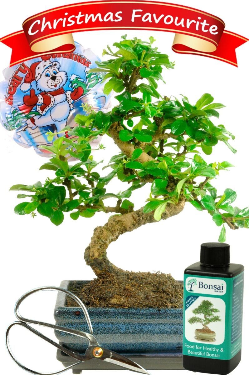 Christmas Plant Gifts Bonsai Tree Gift Christmas Presents