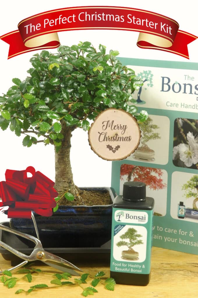 Beautiful Baby Christmas Bonsai Gift Set - Choose the Variety