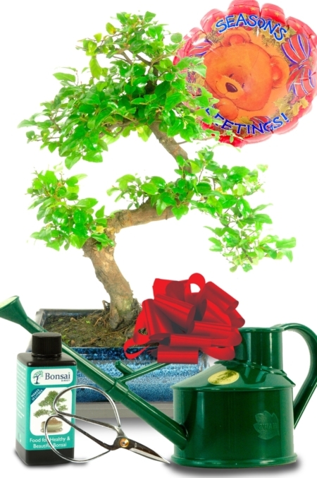 Grows small purple fruits in summer - comes with Season's greetings