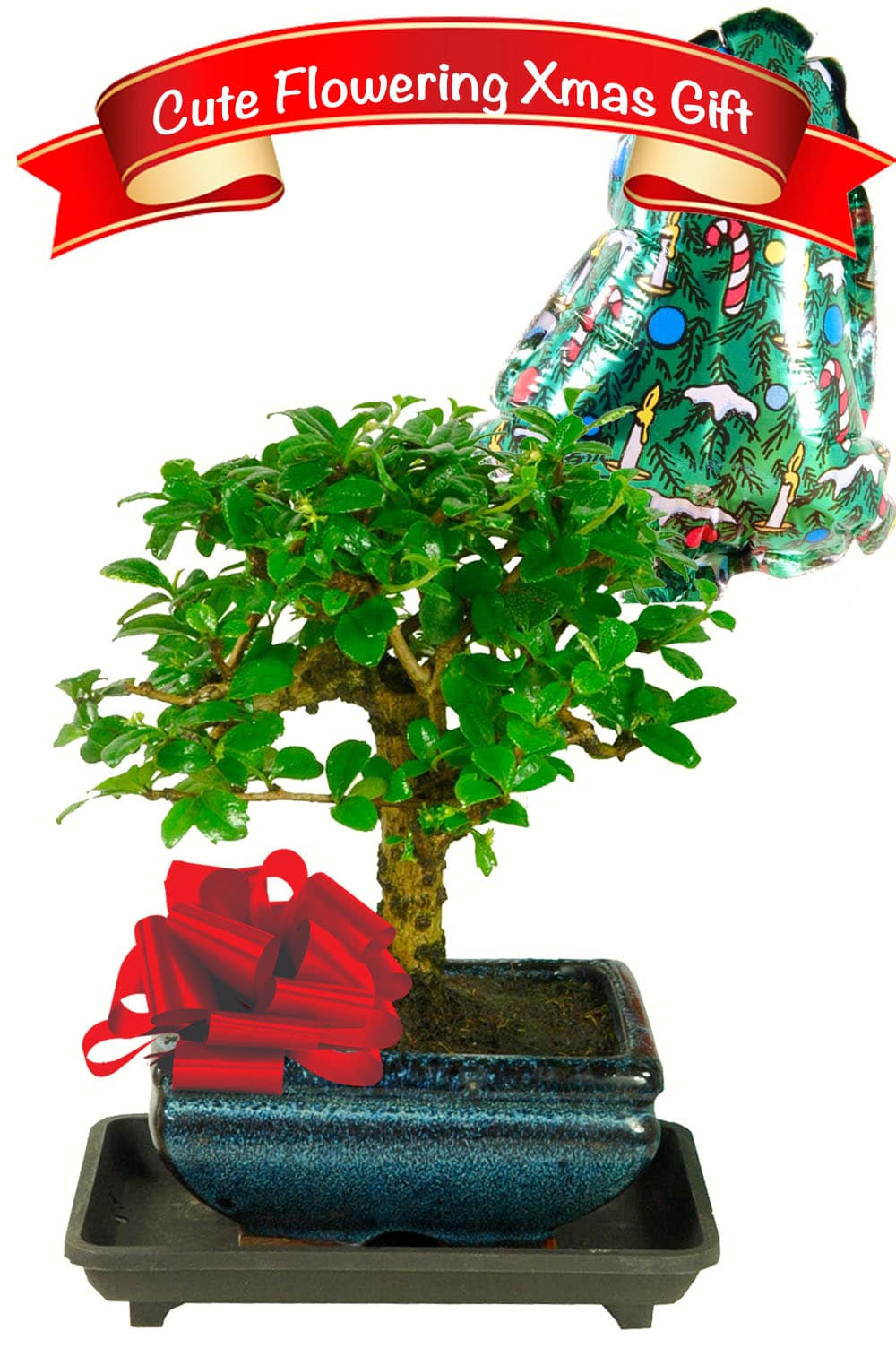 Merry Christmas Flowering Woodland Style Beginners Indoor Bonsai UK