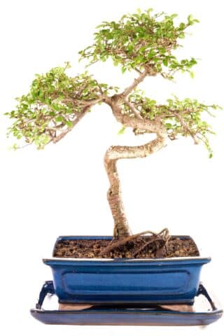 Highly artistic bonsai with tall twisty trunk and exposed roots