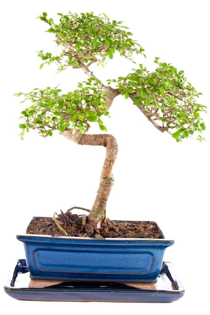 Commanding Chinese elm bonsai in classic blue ceramic pot