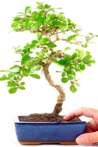 Fantastic beginners bonsai tree with S-shaped trunk - special offer