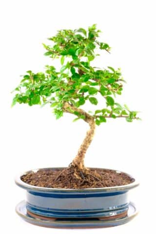 Superbly styled easy-to-care for bonsai tree