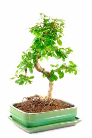 During summer, this beautiful bonsai displays dainty white flowers