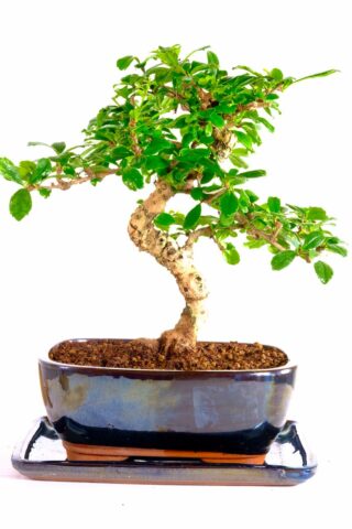 The perfect flowering bonsai tree gift from our premium collection