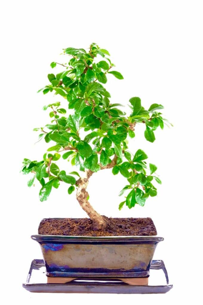 Spectacular flowering indoor bonsai with extremely even stature