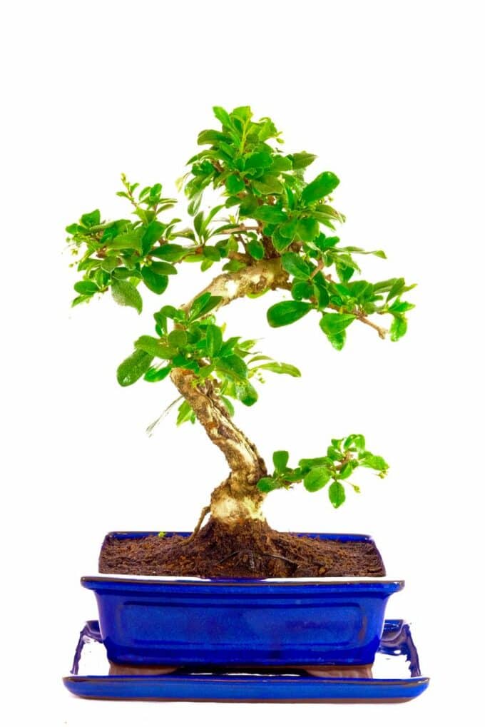 Highly artistic Oriental Tea Tree bonsai for sale UK