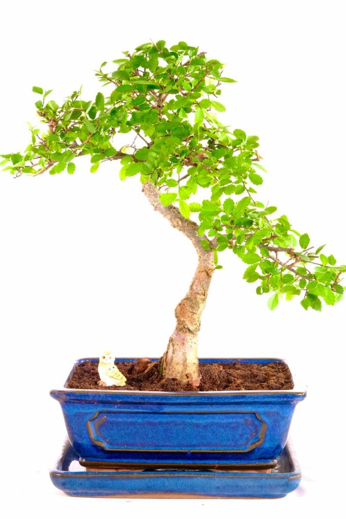 Miniature dwarf indoor tree for beginners