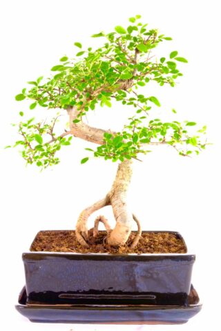 A choice indoor bonsai with beautiful styling