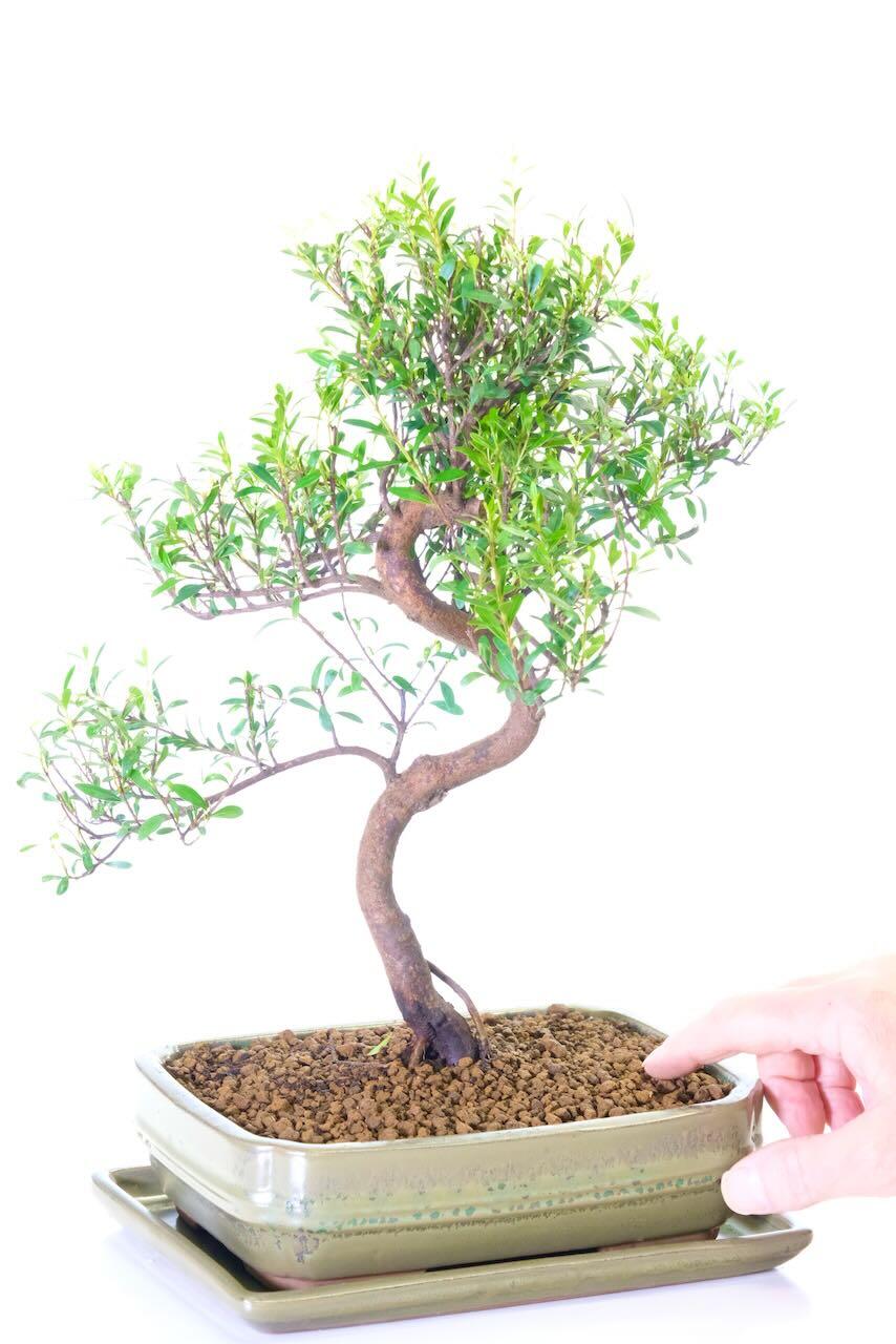 Syzygium Quality Bonsai | Exceptional Evergreen Flowering Oriental Myrtle
