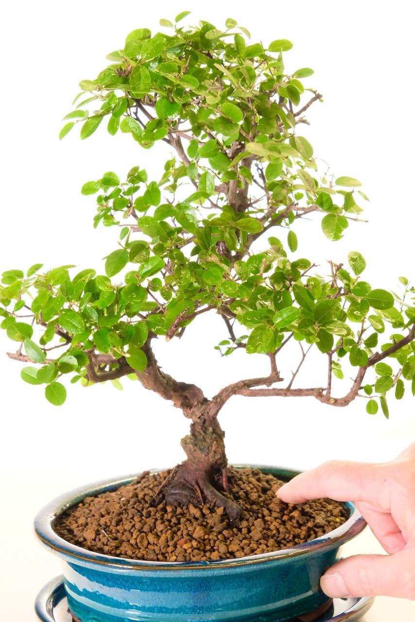 Sageretia Bonsai Plant Chinese Sweet Plum Bonsai Tree (Sageretia Theezans)  - Pre-Bonsai In 4-Inch Pot, 9" Tall For Sale