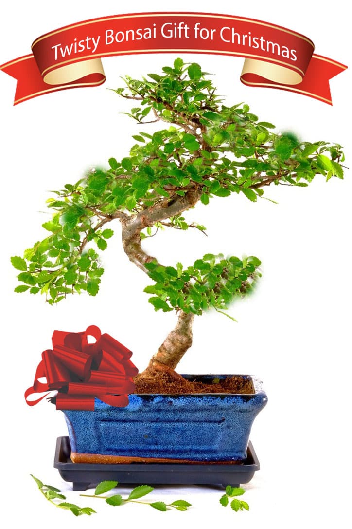 Christmas Present Pretty Indoor Chinese Elm bonsai gift
