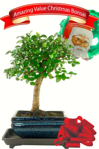Wonderful Little Chinese Elm Bonsai - makes a great Christmas gift